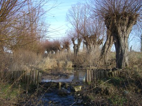 Moers : Kopfweiden am Moersbach